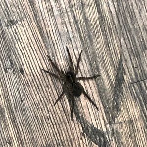 Meet your Posher, Dylan